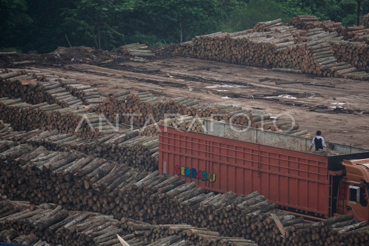 Pemda Batang Dukung Ekspor Kayu Lapis Antara Foto