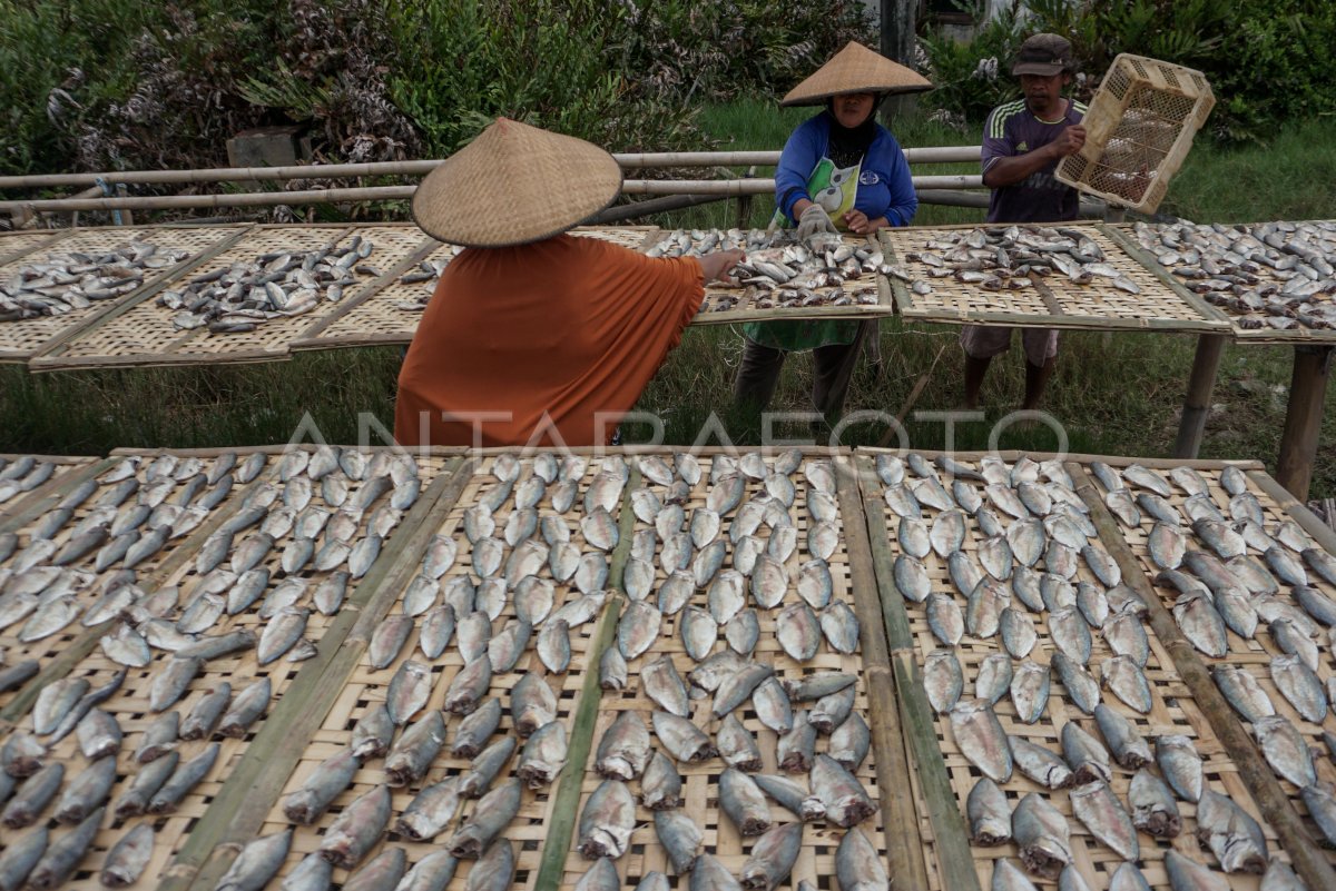 PENJEMURAN IKAN TERKENDALA CUACA ANTARA Foto