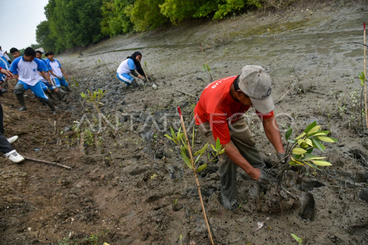 Penanaman Mangrove Oleh Konjen India Di Medan ANTARA Foto