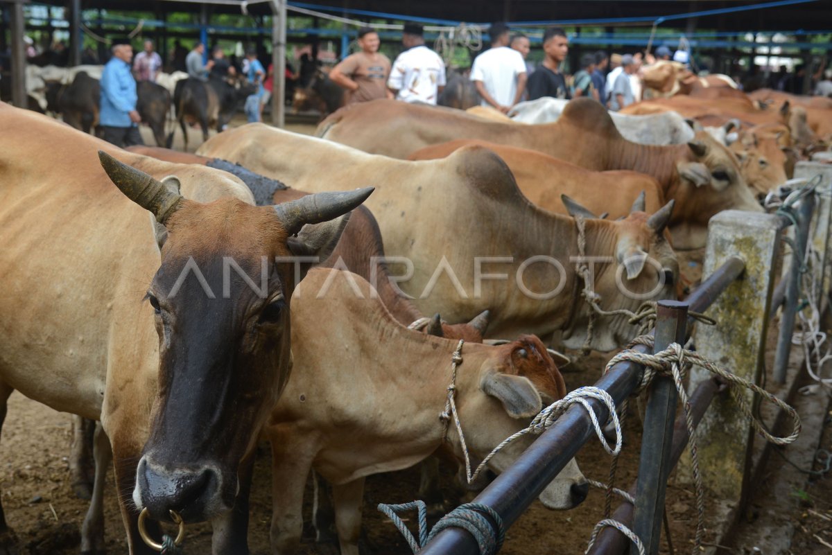 Ketersediaan Hewan Kurban Secara Nasional Surplus ANTARA Foto