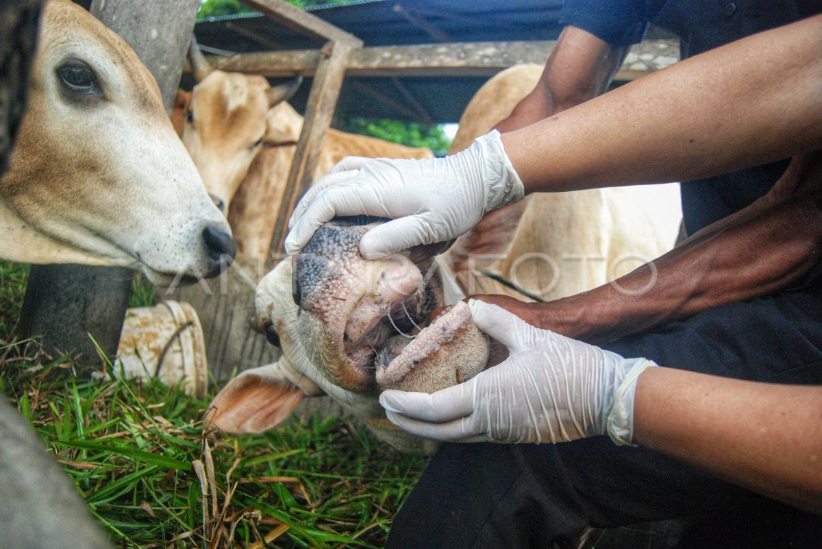 Pemeriksaan Hewan Kurban Di Medan ANTARA Foto