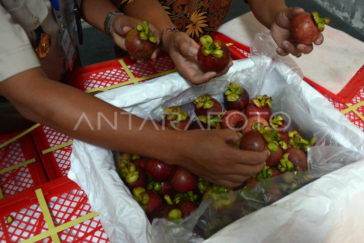 EKSPOR PERTAMA MANGGIS KE CHINA ANTARA Foto