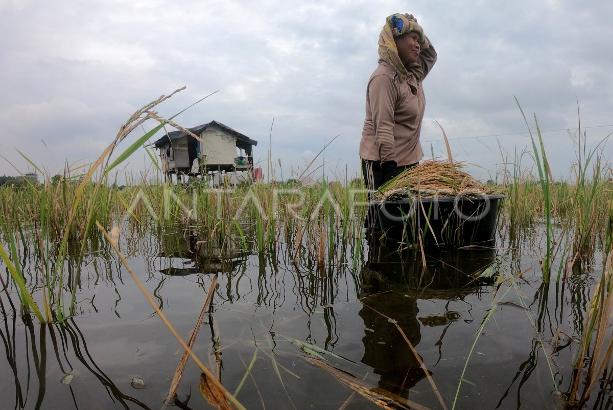 PANEN PADI TERENDAM LUAPAN SUNGAI BATANGHARI ANTARA Foto