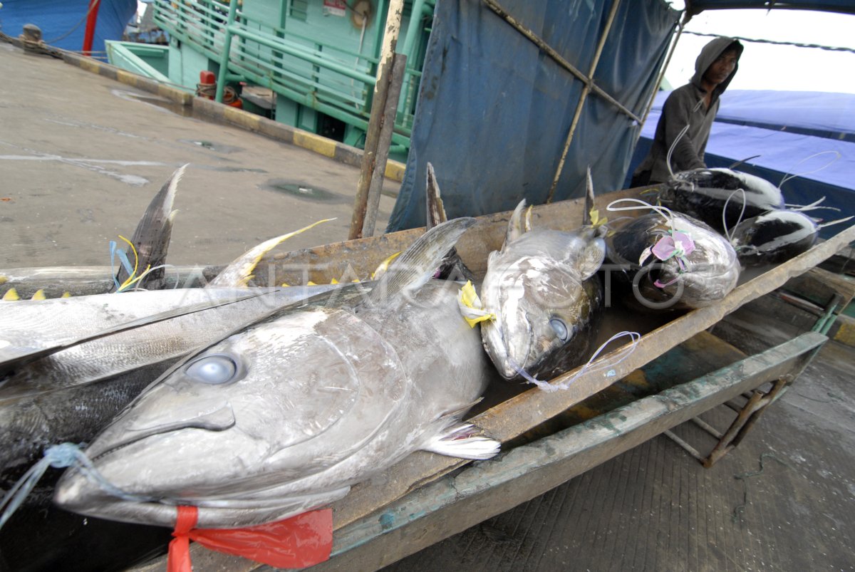 Harga Tuna Melonjak Antara Foto