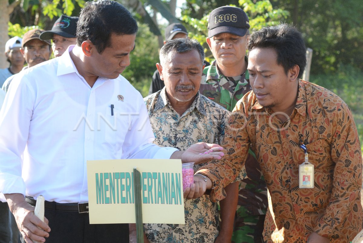 TARGET PRODUKSI JAGUNG NASIONAL ANTARA Foto