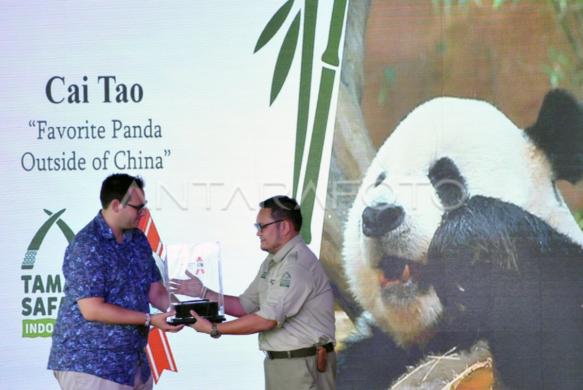 GIANT PANDA GLOBAL AWARD ANTARA Foto