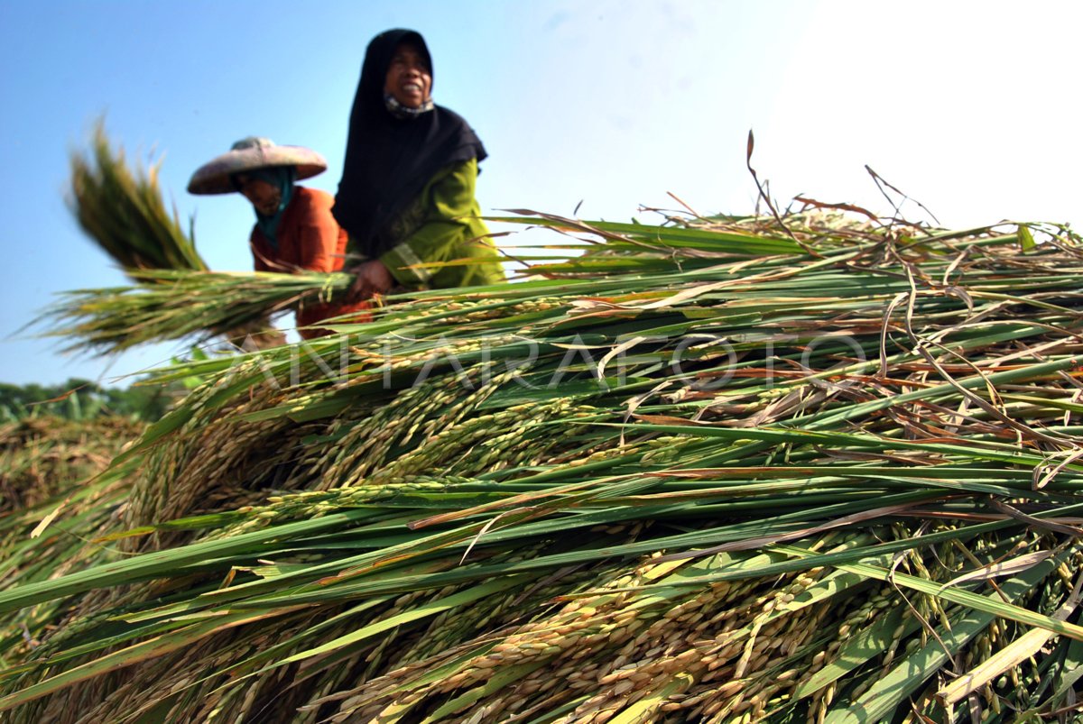 Panen Raya Padi Organik Antara Foto