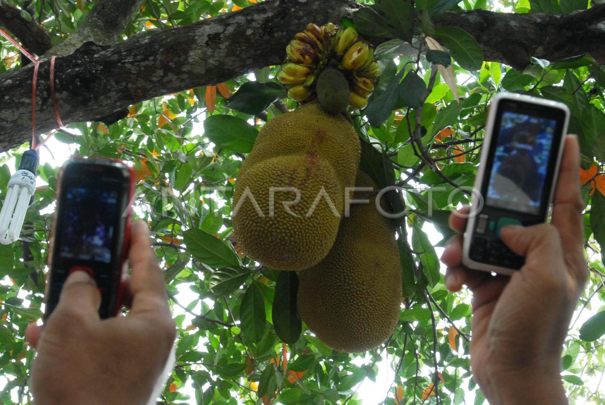 Nangka Berbuah Pisang ANTARA Foto