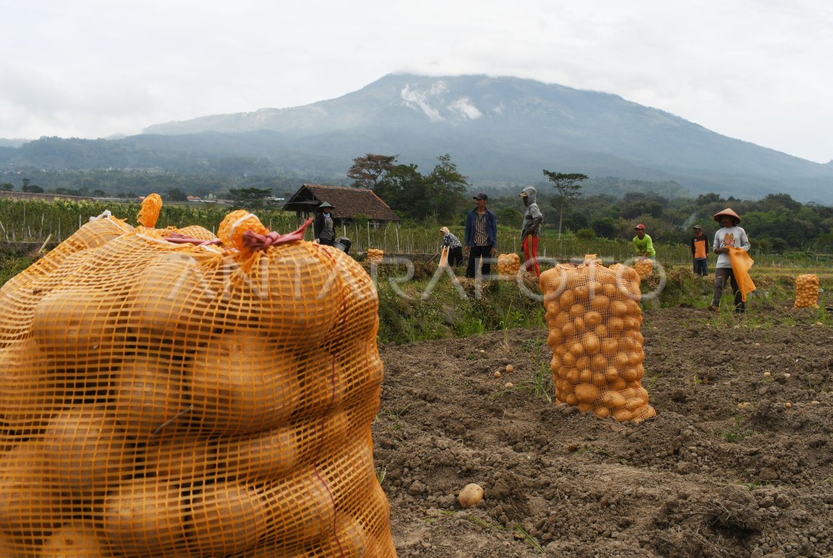 PANEN KENTANG UNTUK PABRIK MAKANAN ANTARA Foto