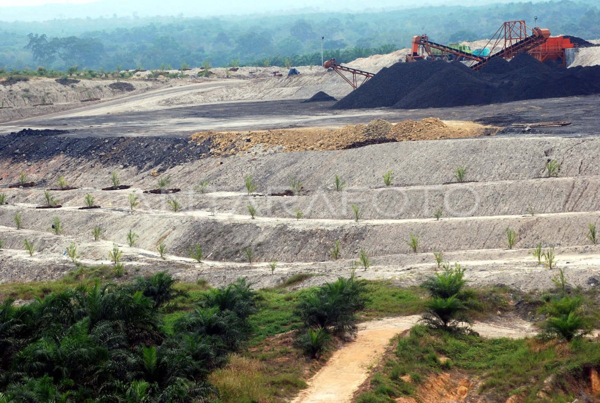 BATUBARA DAN SAWIT ANTARA Foto