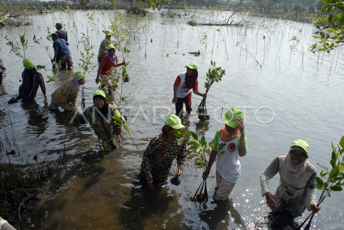 Tanam Mangrove Bersama Pertamina Antara Foto