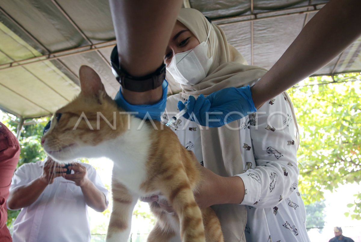 VAKSINASI HEWAN PELIHARAAN SAMBUT HARI RABIES SEDUNIA ANTARA Foto