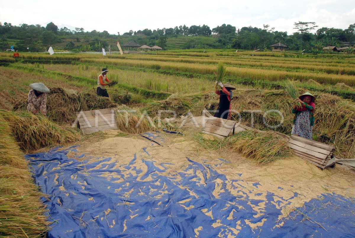 Panen Raya Padi Organik Di Bogor Antara Foto