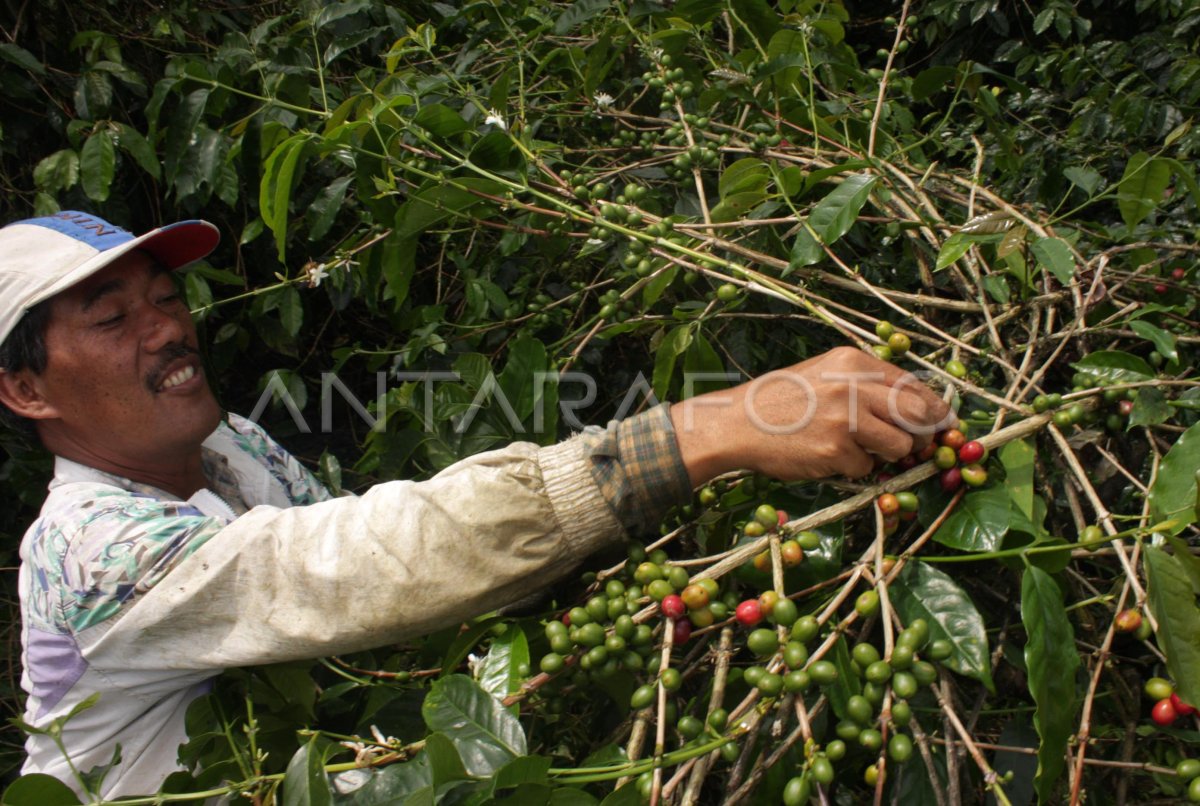 Panen Kopi Antara Foto