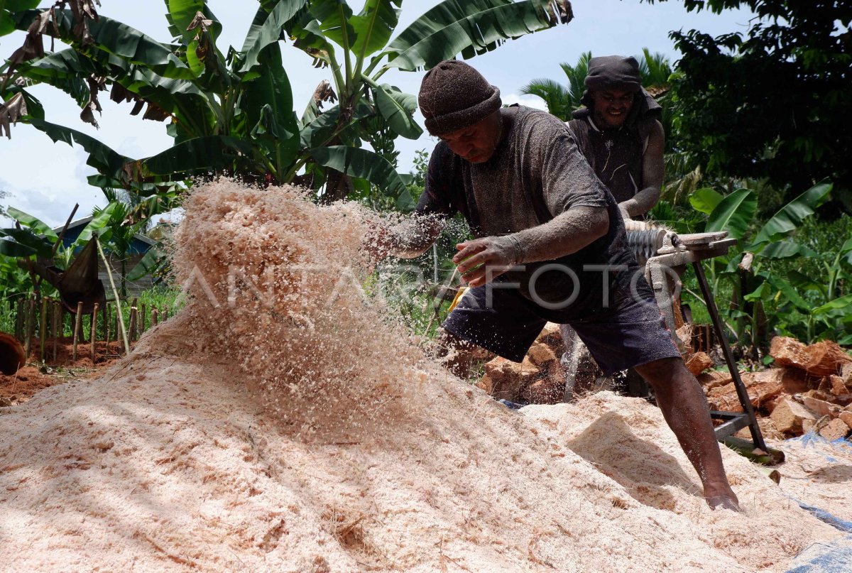 Potensi Sagu Di Papua Antara Foto