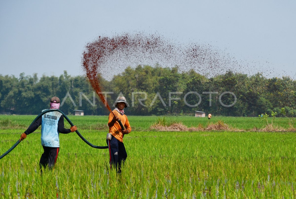 Penggunaan Pupuk Cair Untuk Tanaman Padi Antara Foto