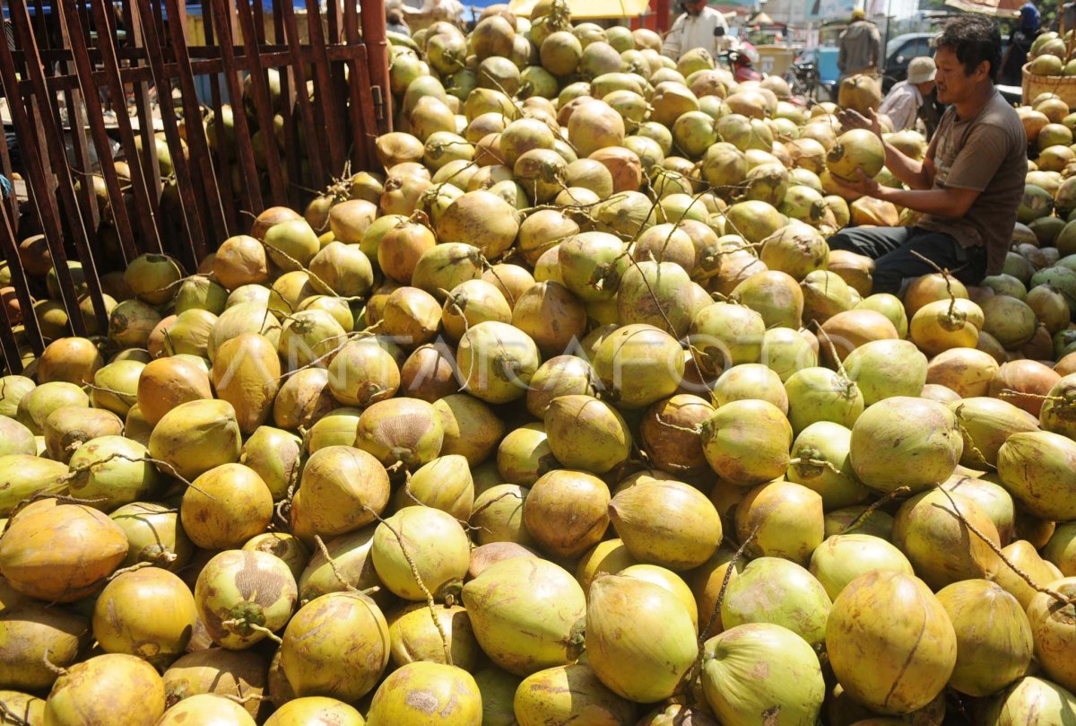 PERMINTAAN KELAPA NAIK ANTARA Foto