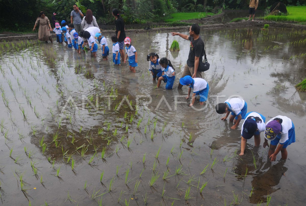 BELAJAR PERTANIAN SEJAK DINI ANTARA Foto