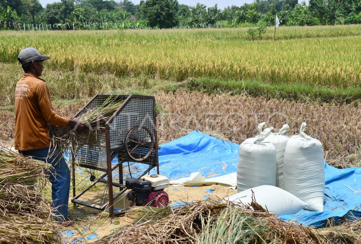 Panen Padi Di Madiun Antara Foto