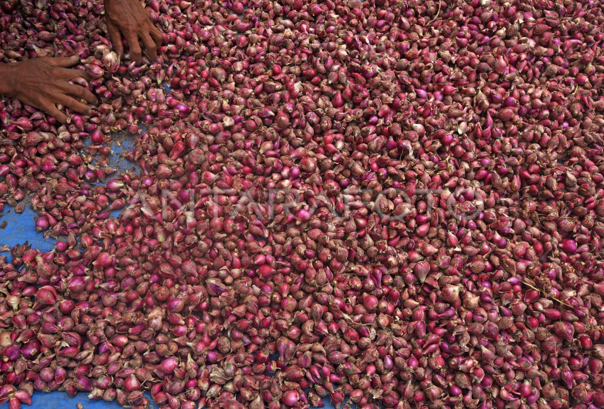 Panen Bawang Merah Di Banten Antara Foto