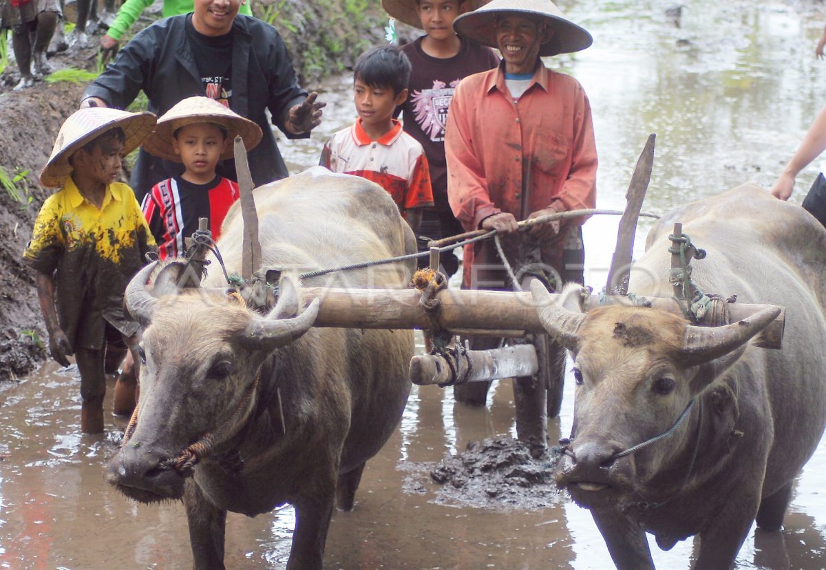 BELAJAR TANAM PADI ANTARA Foto