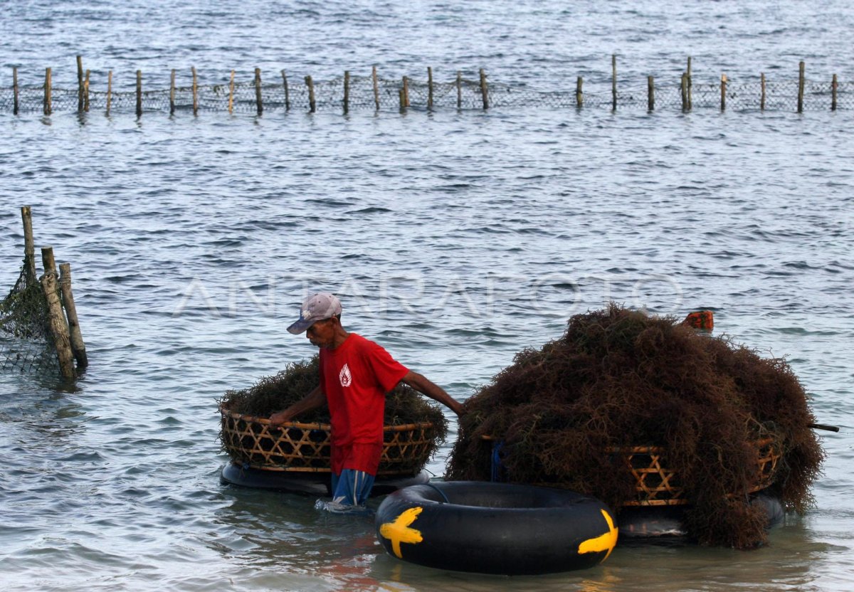 Panen Rumput Laut Antara Foto