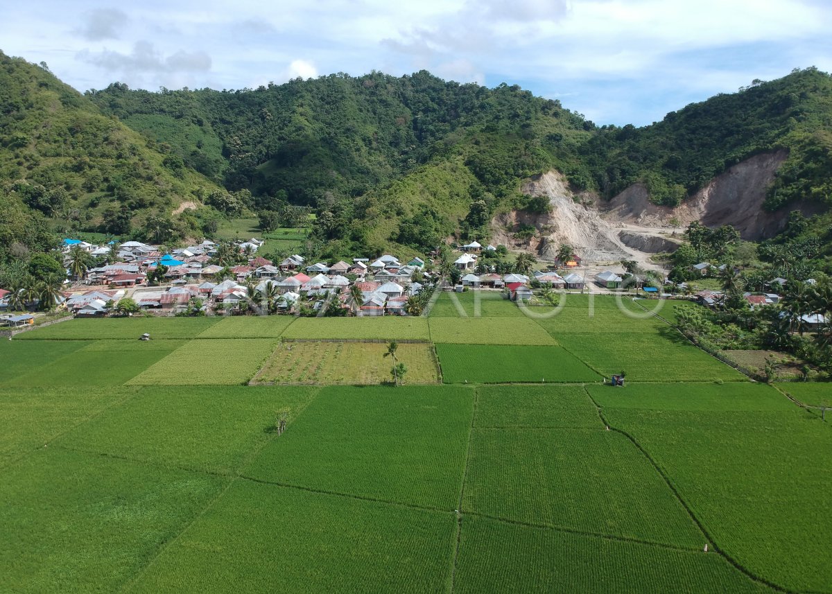 Luas Panen Padi Gorontalo Antara Foto