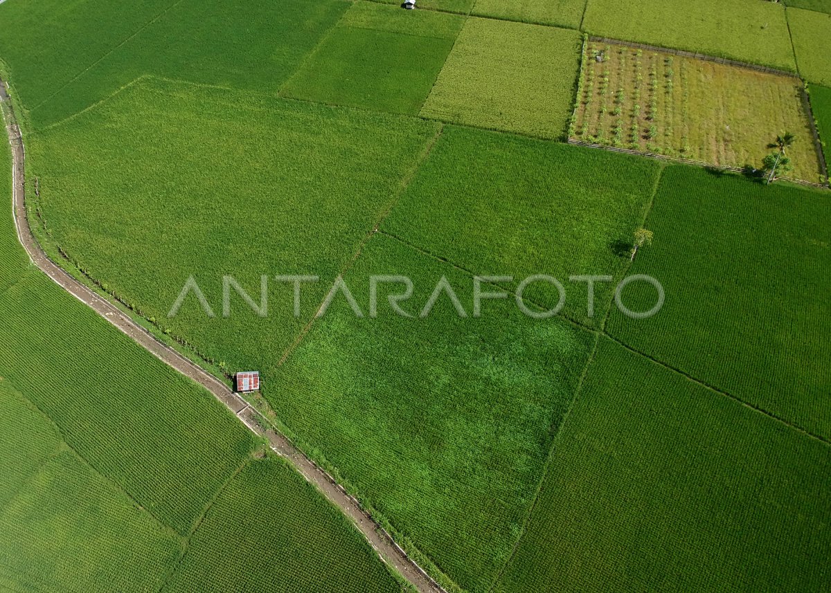 Luas Panen Padi Gorontalo Antara Foto