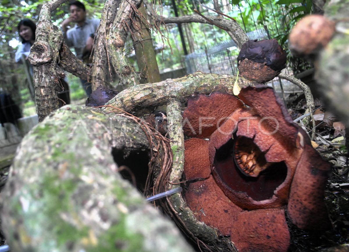 BUNGA RAFFLESIA PATMA MEKAR ANTARA Foto