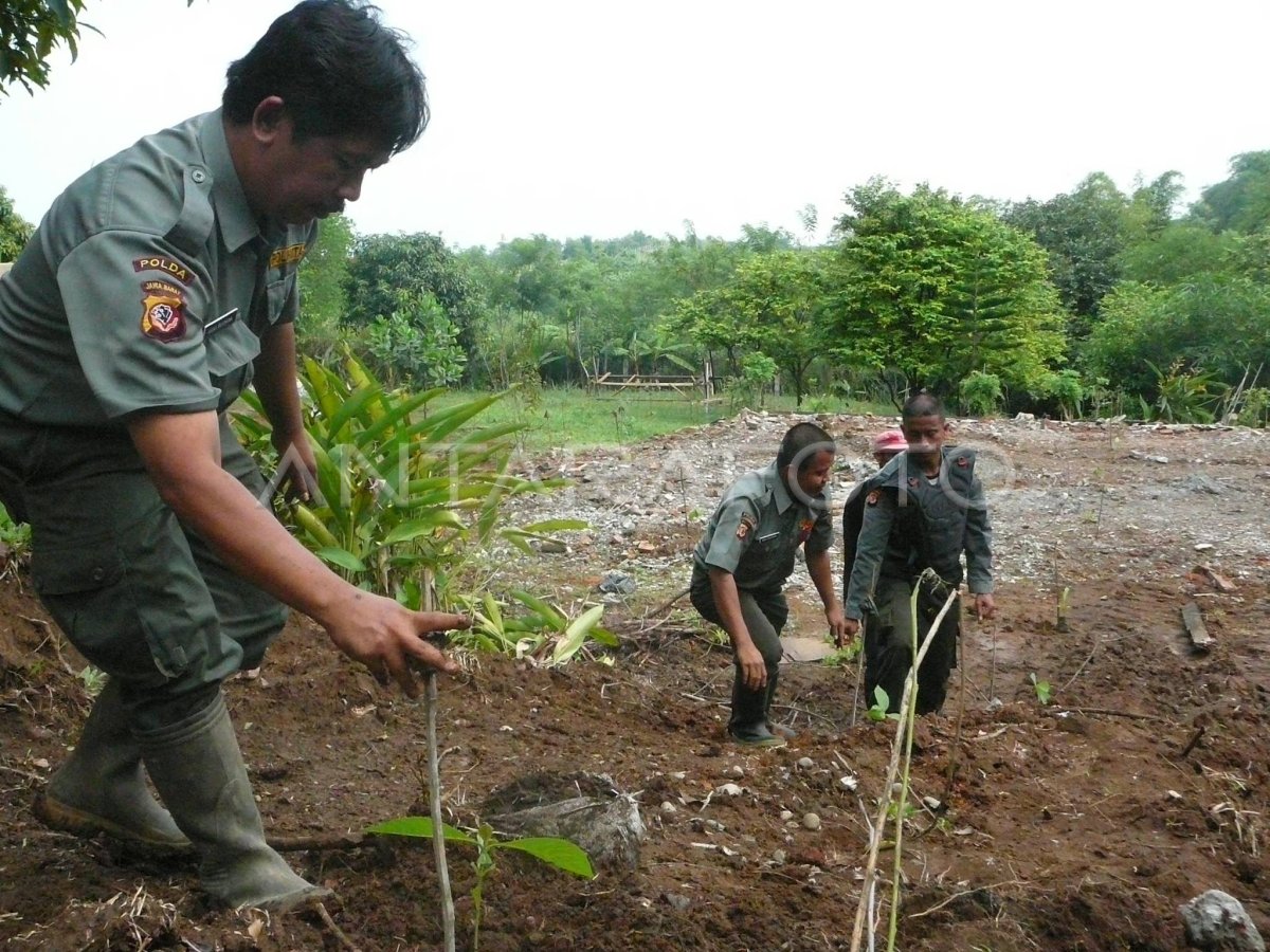 Penanaman Pohon Antara Foto