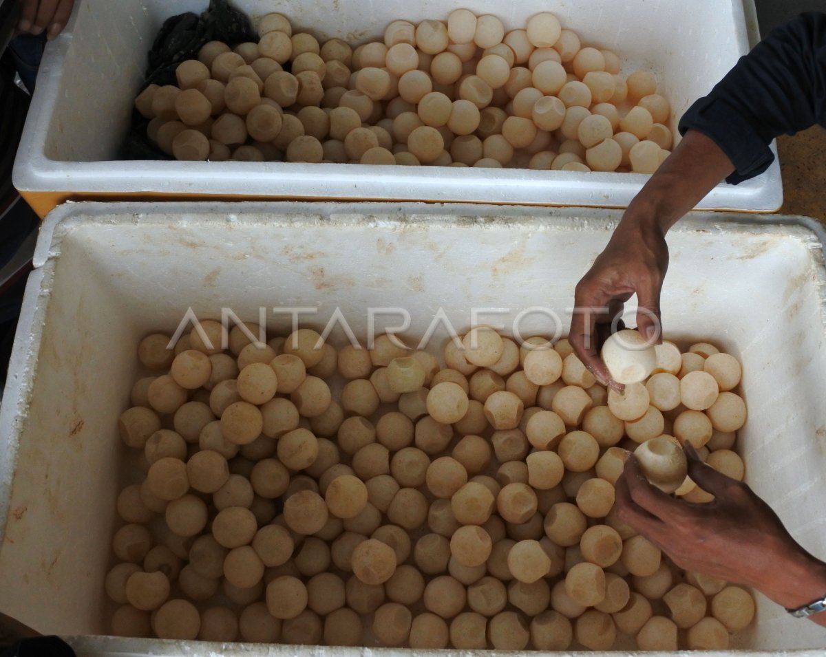 RILIS PENGUNGKAPAN TELUR PENYU ANTARA Foto