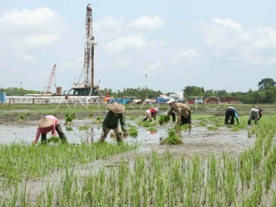 TANAM PADI DI SAWAH ANTARA Foto