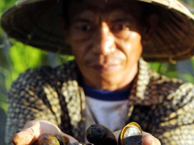 Hama Keong Emas Antara Foto