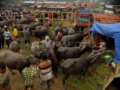 Pasar Kerbau Toraja Antara Foto