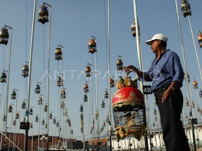 LOMBA BURUNG PERKUTUT ANTARA Foto