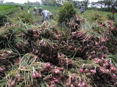 PANEN BAWANG MERAH ANTARA Foto