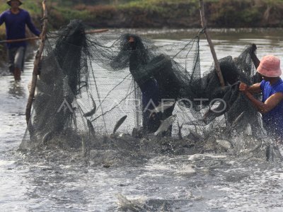 TARGET PERIKANAN BUDIDAYA ANTARA Foto