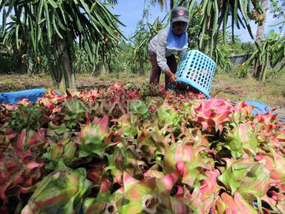 Panen Buah Naga Di Musim Kemarau Antara Foto