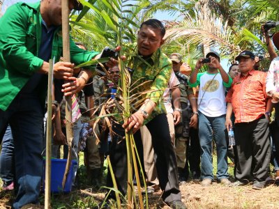 Festival Ulat Sagu Kampung Yoboi Papua Antara Foto