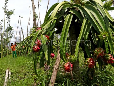 BUAH NAGA TIDAK DIPANEN ANTARA Foto