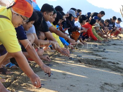 Edukasi Konservasi Penyu Antara Foto