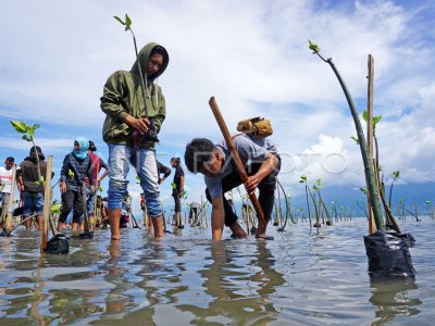 Aksi Tanam Mangrove Di Lokasi Tsunami Antara Foto