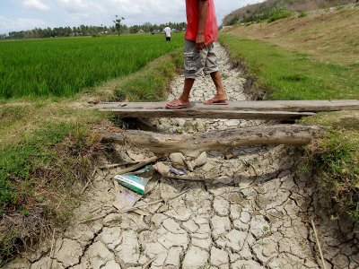 TANAMAN PADI MATI AKIBAT KEKERINGAN ANTARA Foto