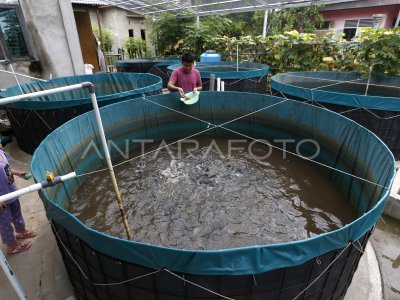 BUDIDAYA IKAN LELE SISTEM BIOFLOK ANTARA Foto