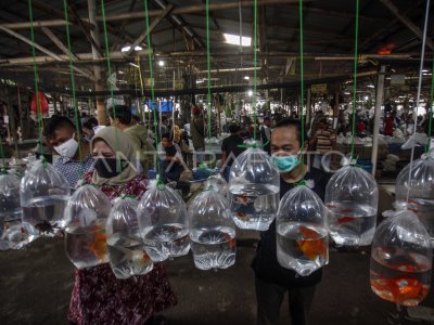 Pasar Ikan Hias Terbesar Di Indonesia Antara Foto