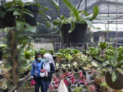 PENJUALAN TANAMAN HIAS MENINGKAT SELAMA PANDEMI ANTARA Foto