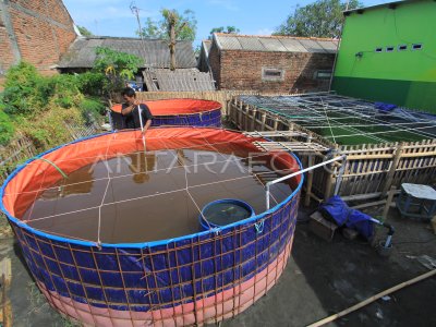 BUDI DAYA UDANG SISTEM BIOFLOK ANTARA Foto