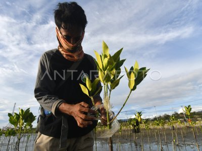 AKSI BERSIH SAMPAH KAWASAN KONSERVASI MANGROVE ANTARA Foto