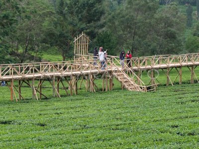 Agrowisata Kebun Teh Tambi Antara Foto