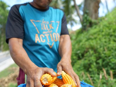 Harga Jagung Di Tingkat Petani Gorontalo Antara Foto